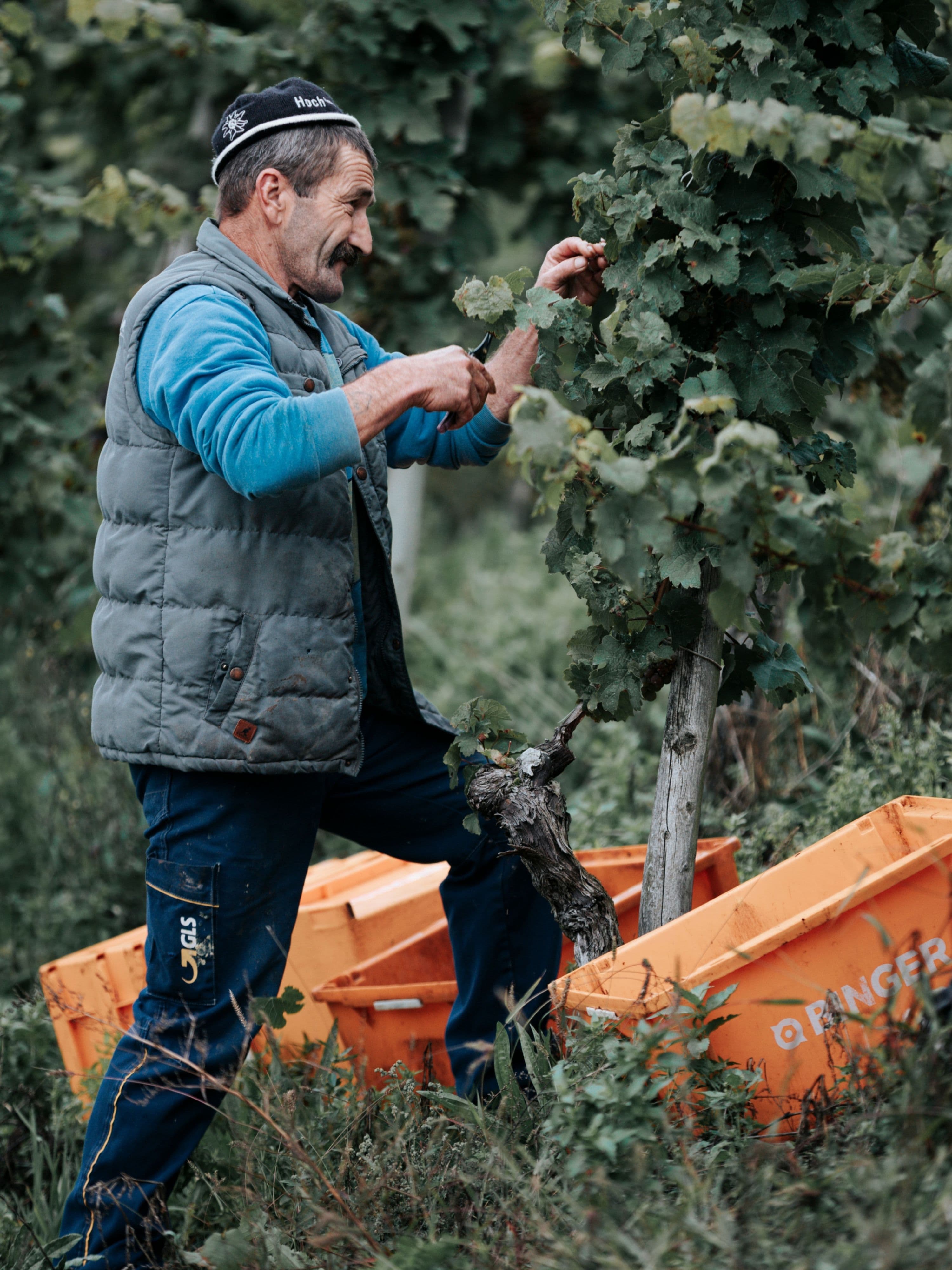 Steillage - Weinberg an der Mosel