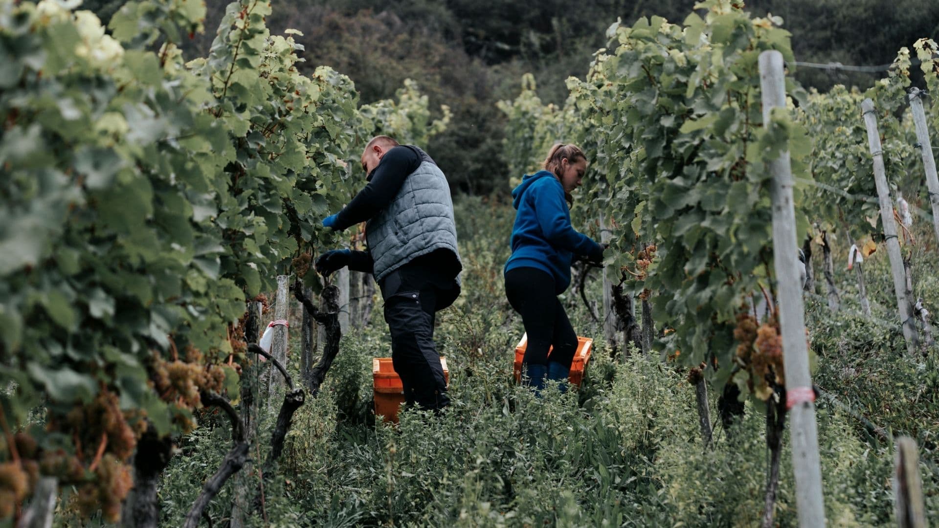 Kirsten-Liebieg Team