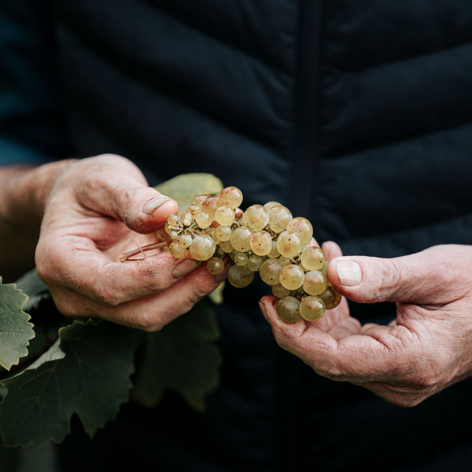 Wine collection display